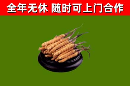 广东省烟酒回收冬虫夏草.jpg