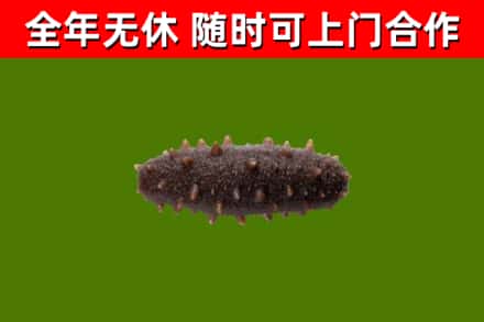 广东省烟酒回收干海参.jpg